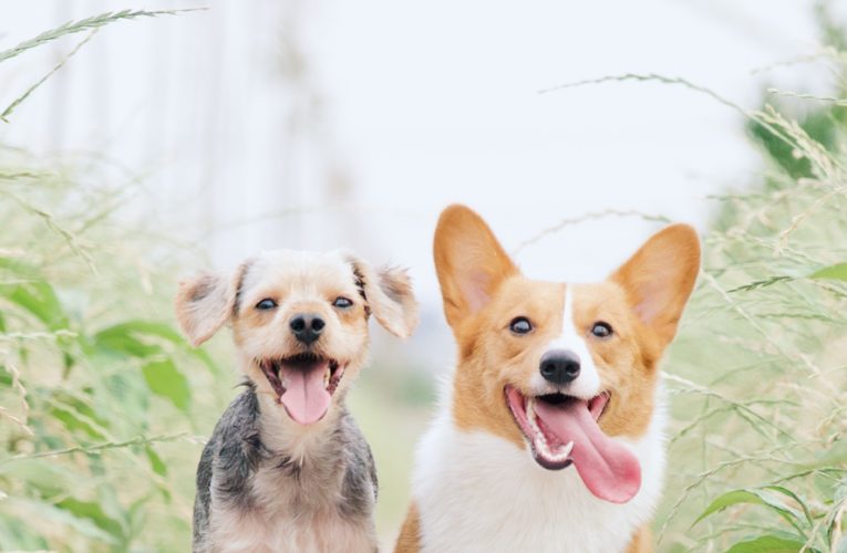 Preventing Home Dog Fights in Lakeland